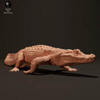 Black Caiman 75mm