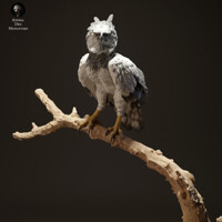 Harpy Eagle 75mm (1/24 scale)