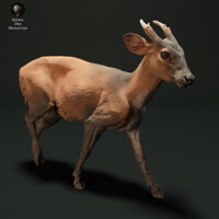 Muntjac Deer 75mm (1/24 scale)