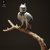 Harpy Eagle 75mm
