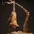 Red Howler Monkey 75mm